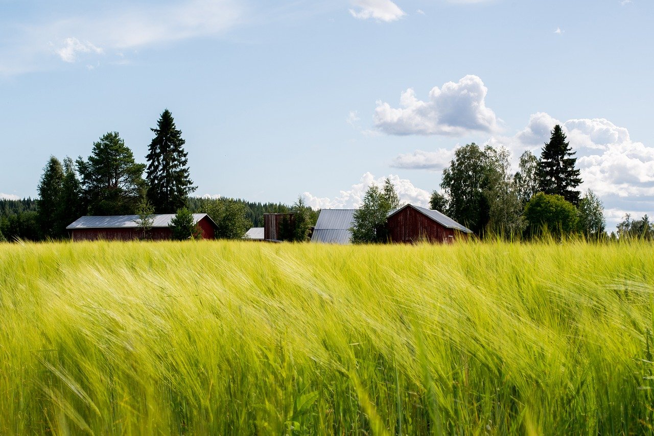 field, grain, agriculture, farm insurance